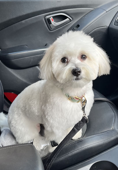 NOSE PET GROOMING Sydney