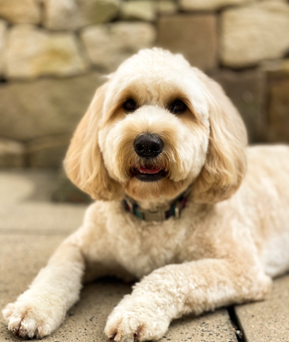 Pawdressers, Sydney