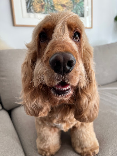 Petropolis Pet Grooming, Sydney