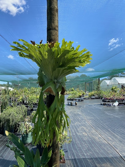 Fruit trees farm at Leppington-Canley Vale Nursery, Sydney