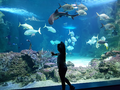 Aquarium, Darling Harbour, Sydney