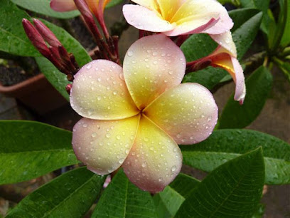 Evergreen Growers - Australia's Online Nursery - Buy Plants Online, Sydney