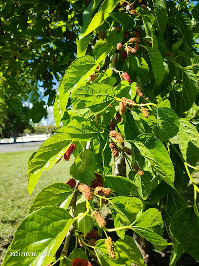Mulberry Tree Lane,, Sydney