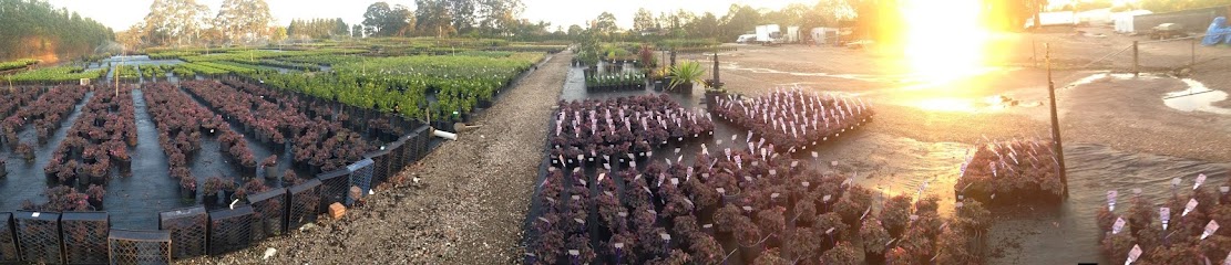 Budget Wholesale Nursery Sydney