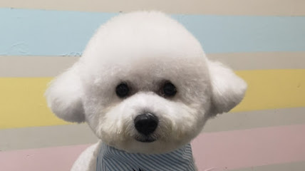Dog de Miow Potts Point, Sydney