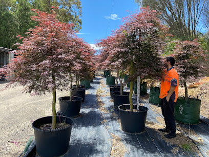 Shrubz Nursery - Plants, Trees & Shrubs Growers, Sydney