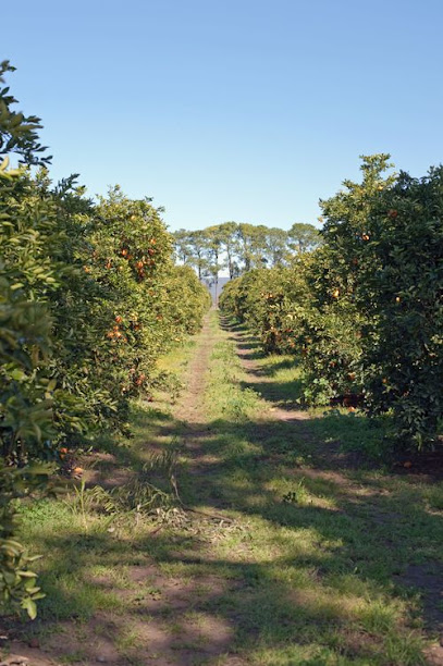 Schofields Orange Orchard