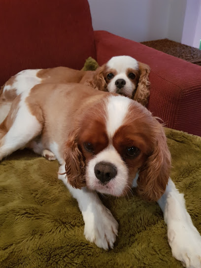 Only About Dogs
