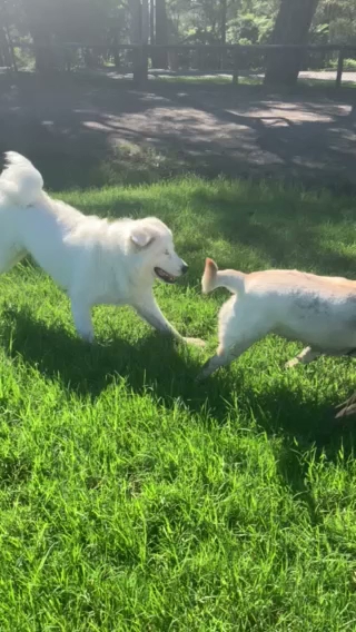 Best dog walks