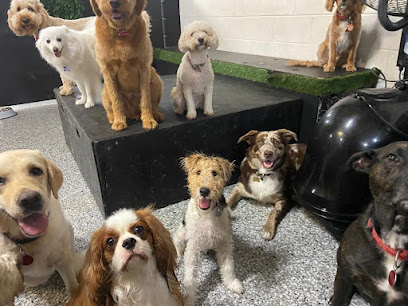 Dog Royalty